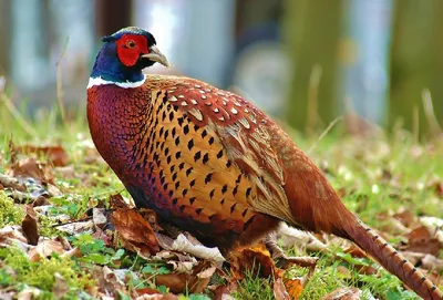 картинки : птица, фазан, Ring necked pheasant, клюв, Galliformes,  Phasianidae, приспособление, Дикая природа, трава 4518x3323 - eddieheijmans  - 1614488 - красивые картинки - PxHere