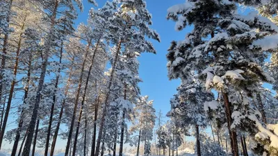 Прогноз погоды в Ростовской области на февраль - Районные вести