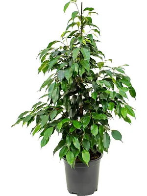 Фикус Наташа (Ficus Natasha) 40 см - купить в Минске с доставкой, цена и  фото в интернет-магазине Cvetok.by