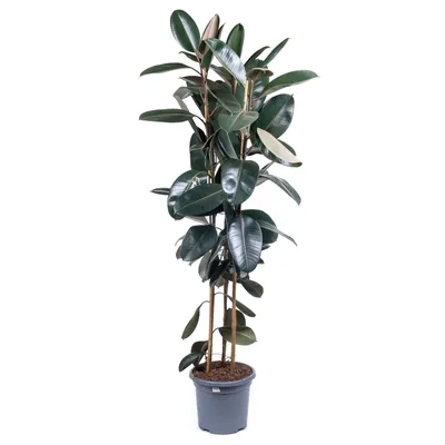 Фикус Бенджамина Голден Кинг Ficus Benjamina Golden King, 16 дм, 1 шт -  купить по выгодной цене в интернет-магазине OZON (501644192)