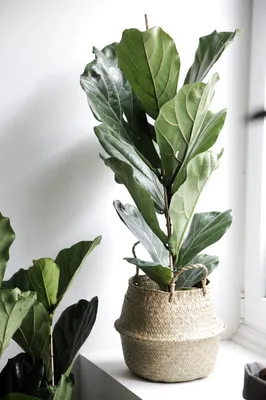 Фикус каучуконосный Эластика Тинеке (Ficus Elastica Tineke) - купить в  Минске с доставкой, цена и фото в интернет-магазине Cvetok.by