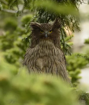 Филин (Bubo bubo)