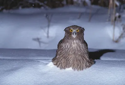 Полосатый филин - eBird