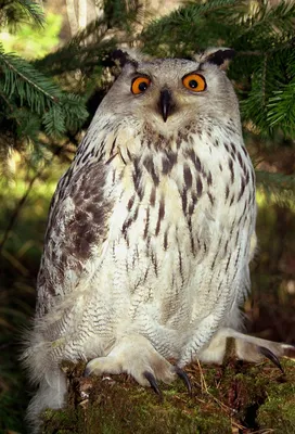 Обыкновенный филин (Bubo bubo). Птицы Сибири.