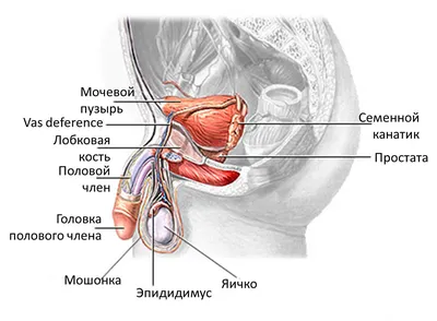 Фимоз у мальчиков — лечение