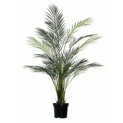 Финиковая пальма Канарских островов - Phoenix canariensis