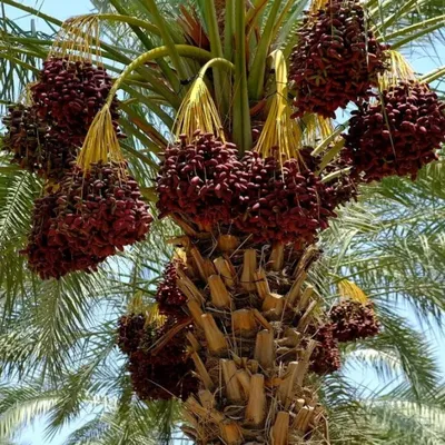 The date palm from seeds video - YouTube