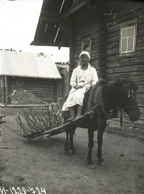 Фотографии финских лошадей в высоком разрешении