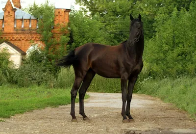 Фото финской лошади: красивые снимки, которые подойдут для любой цели