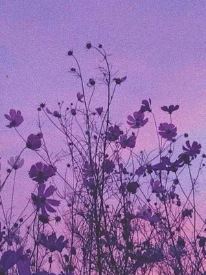 purple #фиолетовый #aesthetic #эстетика #flowers #цветы #обои #wallpaper  #foundalighter | Цветочная живопись на холсте, Фиолетовые пионы, Фиолетовые  фоны