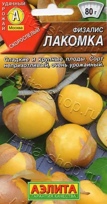 Физалис овощной фиолетовый – самый необыкновенный сорт