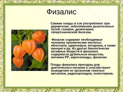 Физалис Франше в 2-литровом конт.: продажа, цена. Фиізалис от \"Сад мрії\"