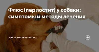 Ответы Mail.ru: Что делать, у собаки флюс!?