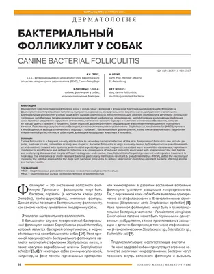 Фолликулит у собак - симптомы заболевания, отличие от других кожных  патологий, диагностика и терапия | Лапа помощи | Дзен