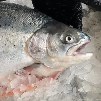 Красная рыба в Мурманской области — какая красная рыба водится на Кольском  полуострове