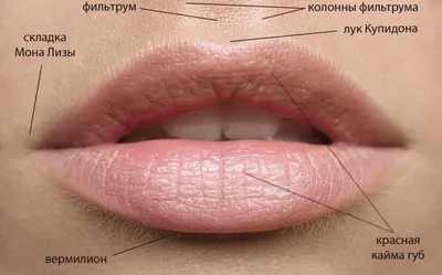 Медицинский центр \"Главное здоровье\" - 👄 Женские губы - самая  привлекательная часть лица, доказано учеными. ⠀ В первую очередь, мужчины  обращают внимание именно на них. ❤️ ⠀ Поэтому, не удивительно, что многие