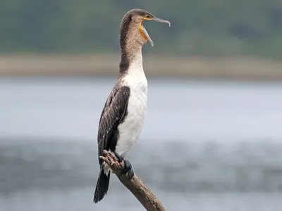 Большой баклан - eBird