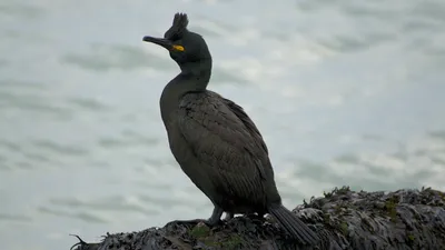 Большой баклан - eBird