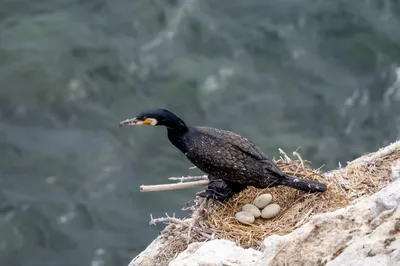 Большой баклан (carbo) - eBird