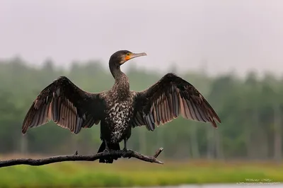 Большой баклан Phalacrocorax carbo — фигурка игрушка птицы Papo 56049 —  купить в интернет-магазине Новая Фантазия