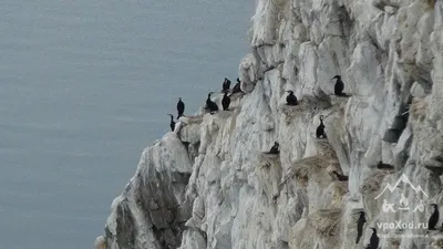 Японский баклан (Phalacrocorax capillatus)