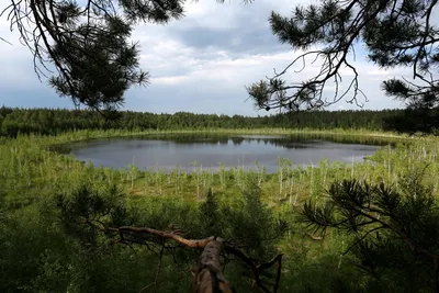 Белое озеро в Ульяновской области — фото, описание на GoRu