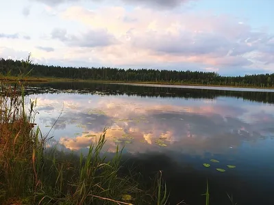 Белолебяжье (Белое) озеро, Майнский район Ульяновская обл. 14.07.18 — УАЗ  Patriot, 2,7 л, 2016 года | путешествие | DRIVE2