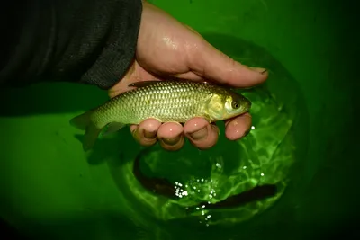 Рыба Белый Амур, эта водяная корова чистит водоемы без труда. | Рыбалка 63  | Дзен