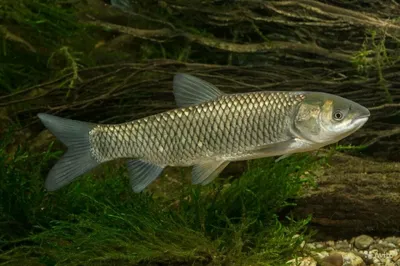 Белый Амур 18-20 см - незаменимая рыба для Вашего водоёма, чистит пруд от  твердой растительности — Интернет-магазин — АкваЛайн