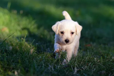 Корм для белых собак или как влияет корм на шерсть собаки 🐶 Бурые пятна  вокруг глазок питомца, порфиритовое.. | ВКонтакте