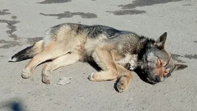 Собака бешеный плешивый в язвах …» — создано в Шедевруме