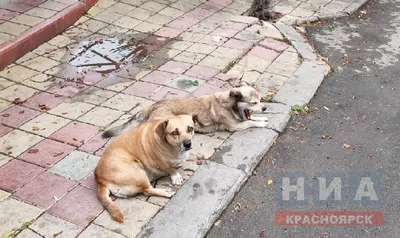 Бешеная собака в парке!!!!!!!! | Собаки, Костёнки и не только | Дзен