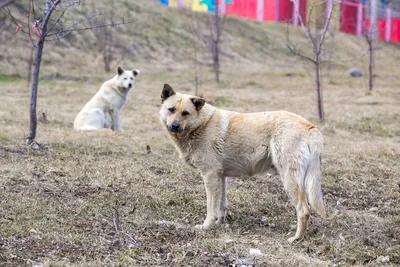 В Казани стартовала перепись бездомных собак и кошек