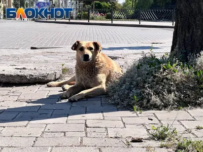 Сахалинские зоозащитники одели бездомных собак в кофточки и курточки на  зиму - Новости Сахалинской области - astv.ru