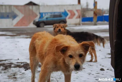 На Камчатке до конца года будет проводиться усиленный отлов бездомных собак