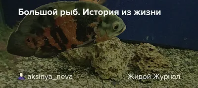 морской окунь робало рыба дикий большой размер морской окунь робало рыба  дикий большой размер морской окунь изолированный в белом Фон И картинка для  бесплатной загрузки - Pngtree