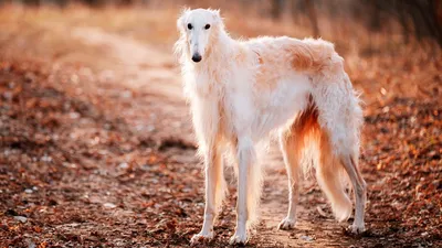 Афганская борзая (Afghan Hound) - это красивая, умная и благородная порода  собак. Отзывы, фото, описание.