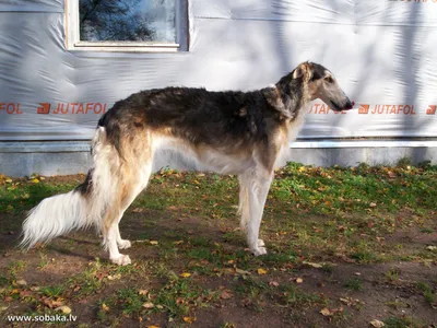 Русская псовая борзая - Hunting dog