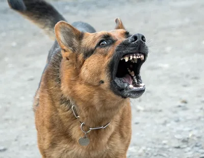 Собакотерапия - как собаки влияют на жизнь и здоровье человека 🐕