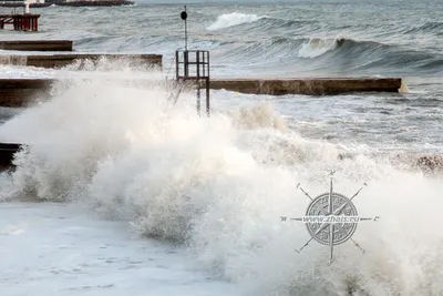 Дельфины в Черном море | Катера, парусники, яхты в прокат с Калипсо