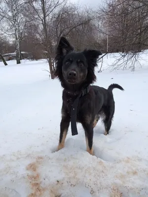 Black beauty | Лабрадор собаки, Симпатичный щенок, Черные собаки