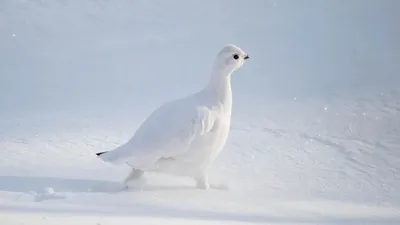 Животные - фотографии домашних питомцев…» — создано в Шедевруме