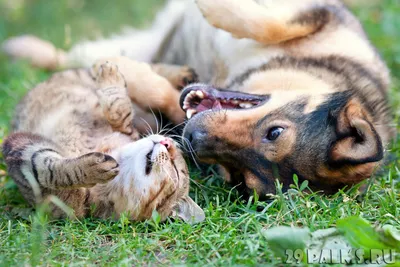 Дружба кошки и собаки - 69 фото