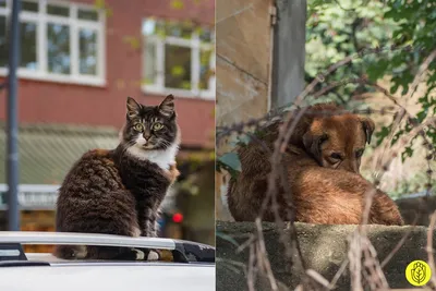 без глаза, из приюта, но из всех кошек мои собаки выбрали её. А говорят  такой дружбы не бывает - YouTube