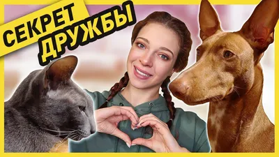 Заморозка и клонирование животных - Афиша Daily