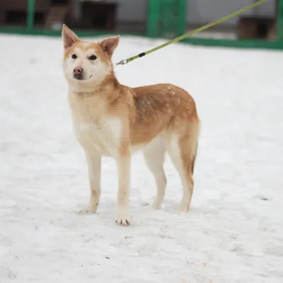 Пропала собака Женского пола, черного цвета, кличка Джина, ул. Ленина, 53Б  | Pet911.ru