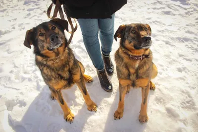 Пропала собака Джина, Ланинский пер., Москва | Pet911.ru