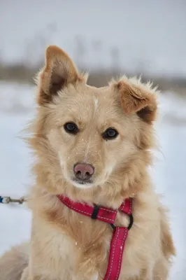 Пропала собака Джина в селе Бабка | Pet911.ru