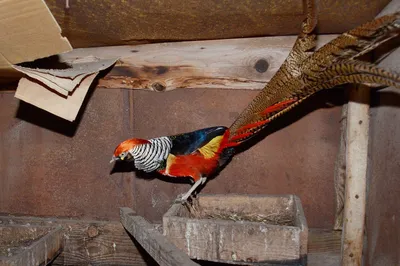 🦜Попугайня – это удивительное место, где живут десятки экзотических птиц.  ⠀ ☺️Это дом, где заботятся и любят попугаев, где они живут в… | Instagram