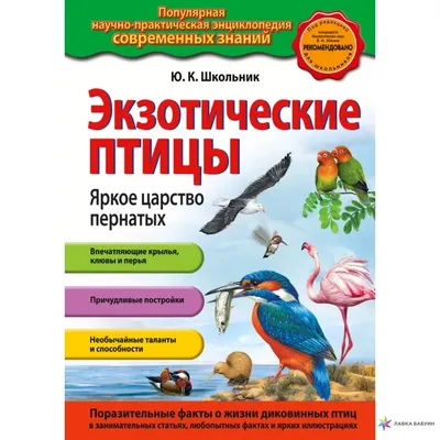 Индийский Peafoul Птица Показывает Ухаживания Окне Дерева Шри Ланка Индия  стоковое фото ©OndrejProsicky 375891156